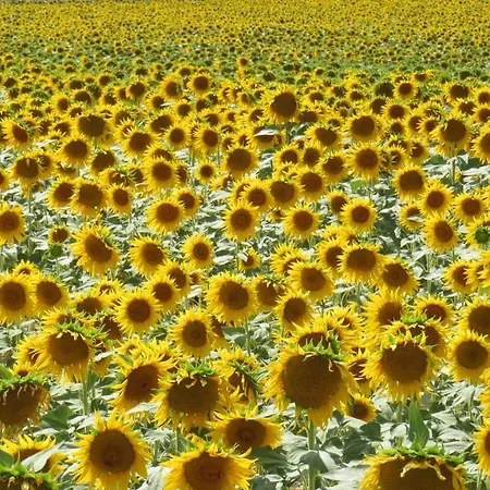 Hébergement de vacances Nature's Pace Holidays *