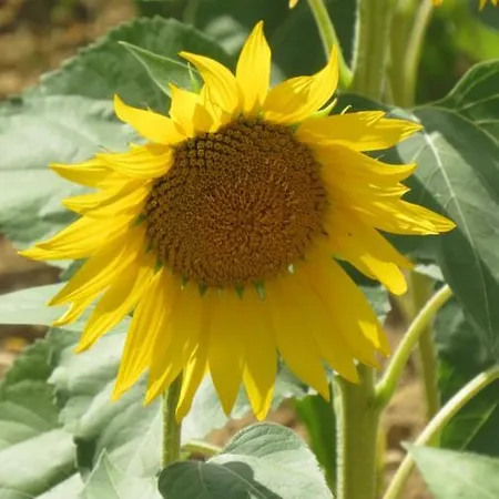 Nature's Pace Holidays Semesterbostad Montmaur (Aude)