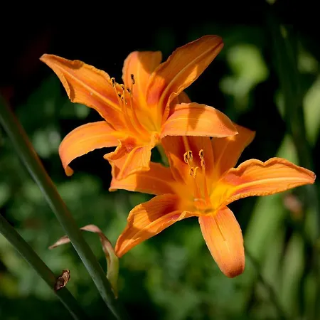 Nature's Pace Holidays