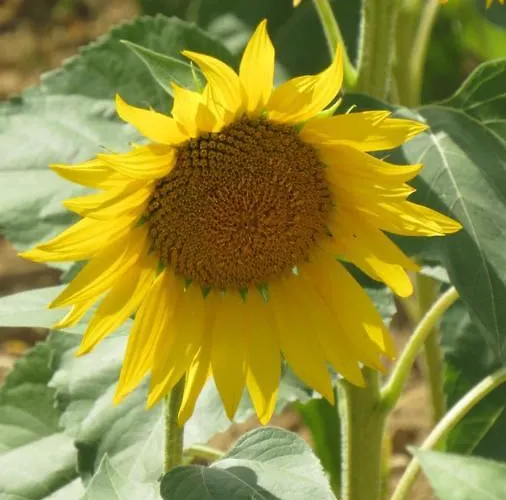 Nature's Pace Holidays Casa vacanze Montmaur (Aude)