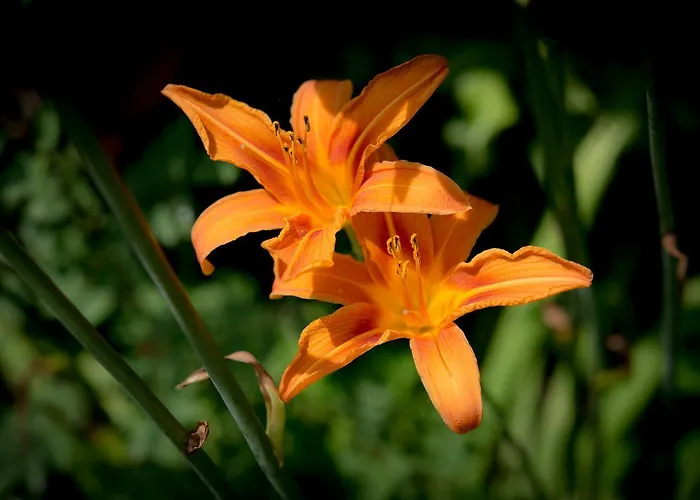 Nature's Pace Holidays